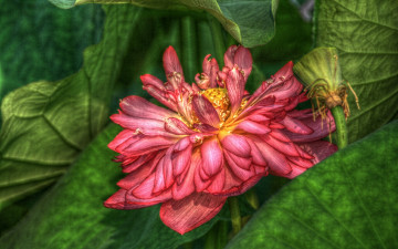 Картинка цветы лотосы