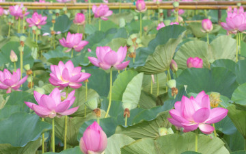 Картинка цветы лотосы лотос