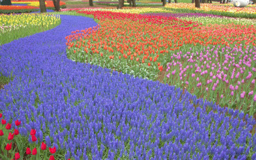 Картинка цветы разные вместе