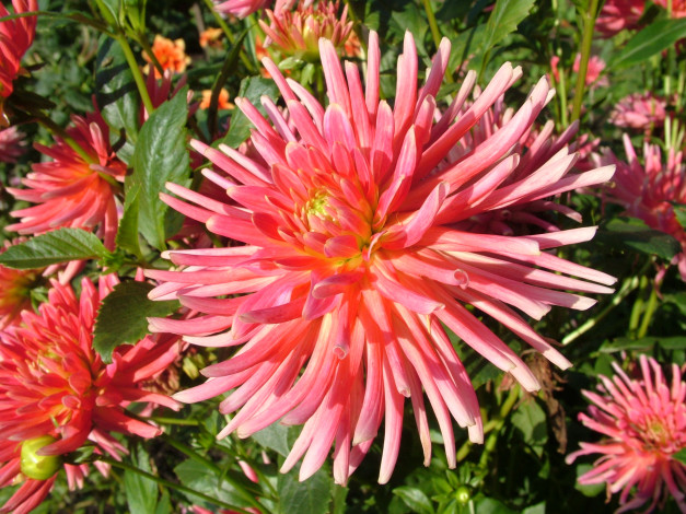 Обои картинки фото цветы, георгины