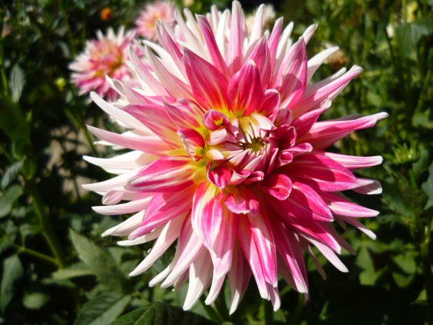 Обои картинки фото цветы, георгины