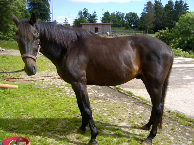 Обои картинки фото животные, лошади, лошадь