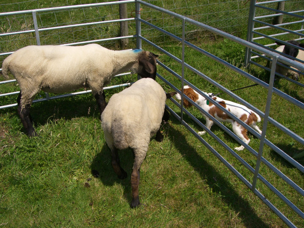 Обои картинки фото животные, разные, вместе, овцы