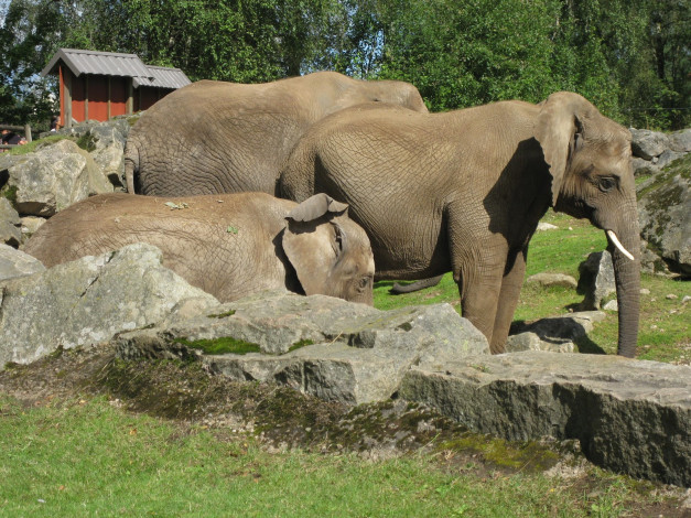 Обои картинки фото животные, слоны