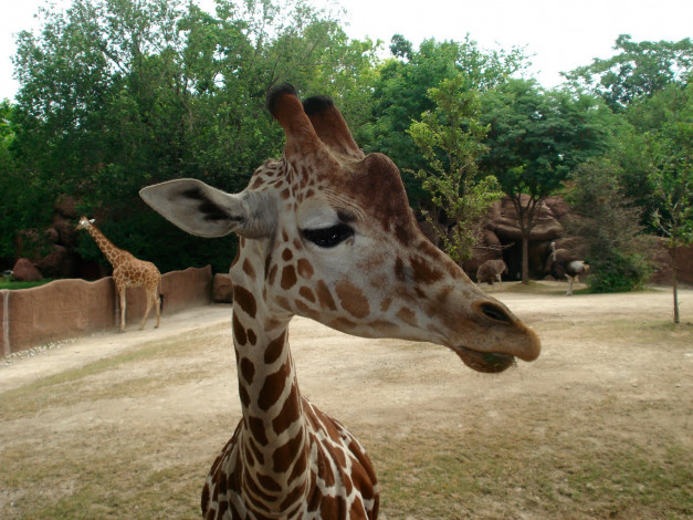 Обои картинки фото животные, жирафы, жираф