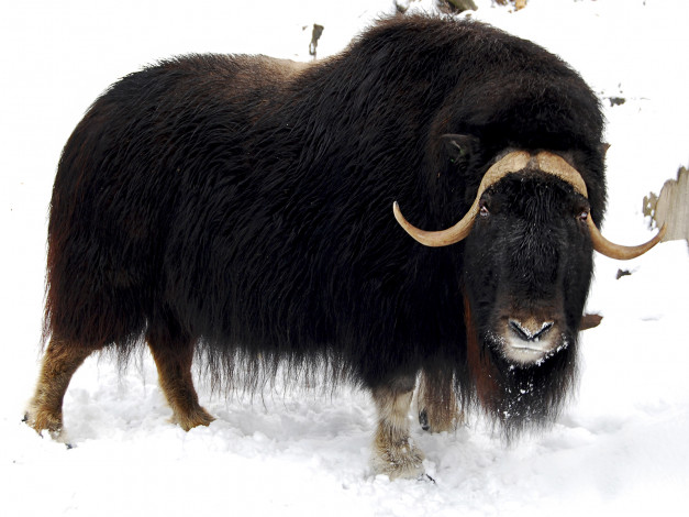 Обои картинки фото животные, зубры, бизоны, зубр