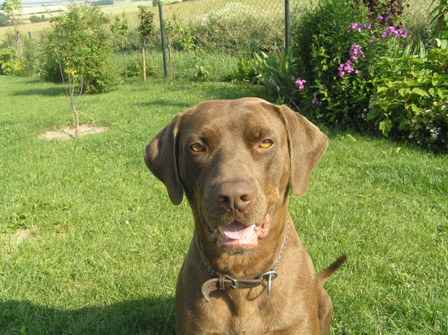 Обои картинки фото животные, собаки, взгляд, собака