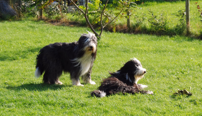 Обои картинки фото животные, собаки, собака