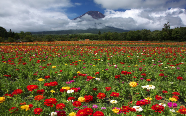 Обои картинки фото цветы, цинния