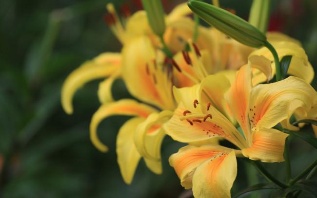 Обои картинки фото цветы, лилии, лилейники