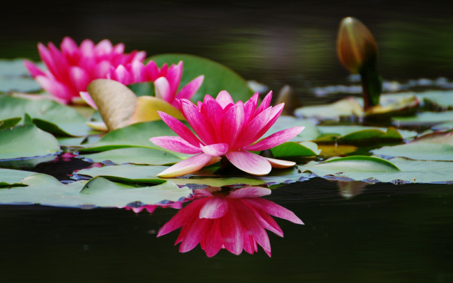 Обои картинки фото цветы, лилии, водяные, нимфеи, кувшинки