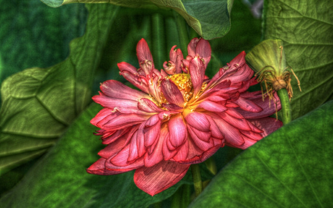 Обои картинки фото цветы, лотосы