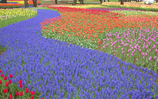 Обои картинки фото цветы, разные, вместе