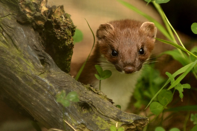 Обои картинки фото животные, хорьки, ласки, соболи, горностаи, куницы, горностай