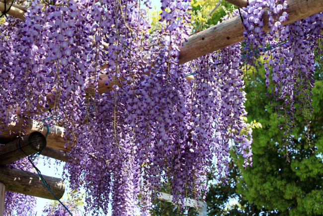 Обои картинки фото цветы, глициния, сиреневый, гроздья