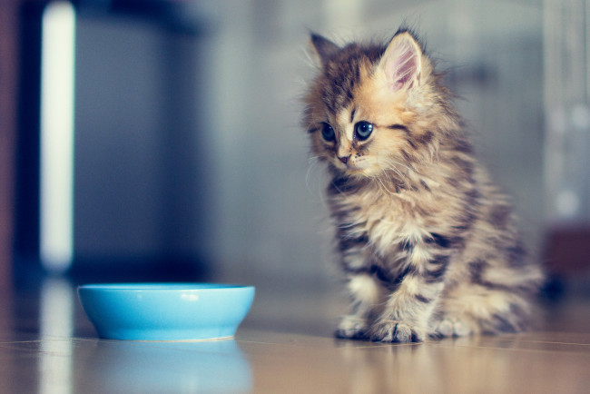 Обои картинки фото животные, коты, миска, котёнок