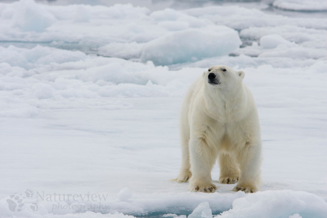 Обои картинки фото животные, медведи, медведь, снег