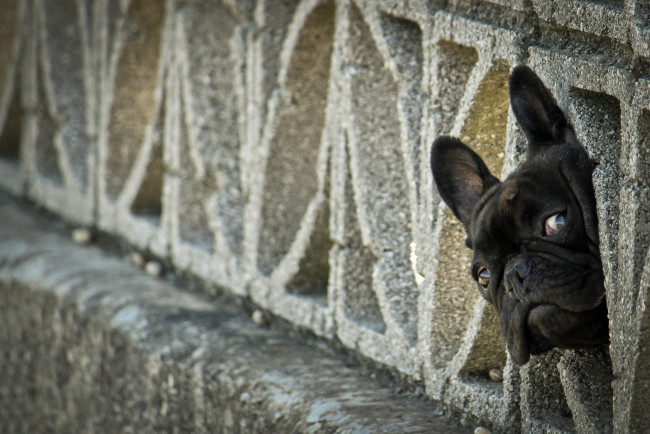 Обои картинки фото животные, собаки, французский, бульдог