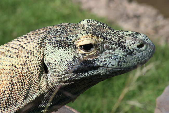 Обои картинки фото животные, Ящерицы, игуаны, вараны, варан