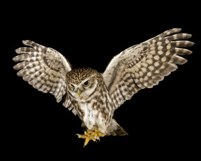 Картинка животные совы сова крылья размах