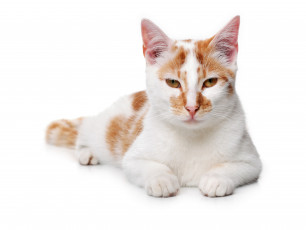 Картинка животные коты кошка взгляд