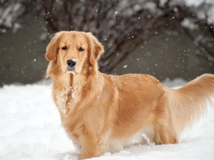 Картинка животные собаки собака колли