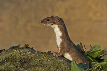 Картинка животные хорьки +куницы +горностаи +ласки +соболи ласка