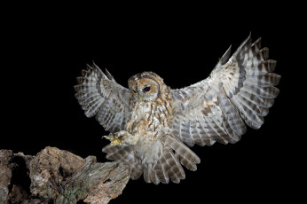 Картинка животные совы размах крылья сова