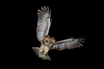 Картинка животные совы сова