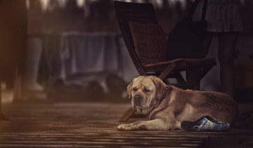 Картинка животные собаки собака уши нос