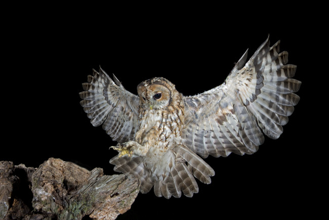 Обои картинки фото животные, совы, размах, крылья, сова