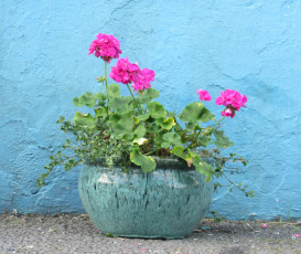 Картинка цветы герань кадушка