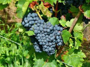 Картинка природа Ягоды +виноград лоза