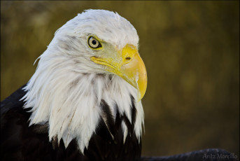 Картинка животные птицы+-+хищники орёл