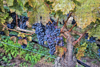 Картинка природа Ягоды +виноград лоза