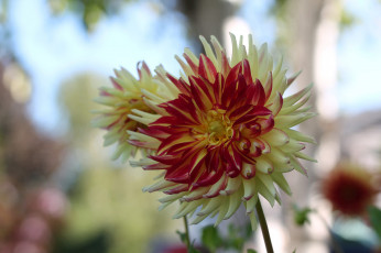 Картинка цветы георгины георгина