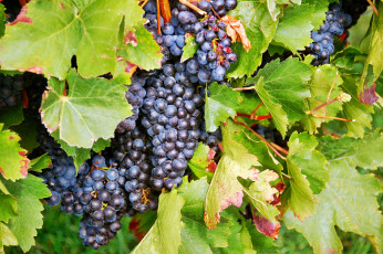 Картинка природа Ягоды +виноград лоза