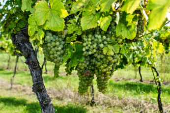 Картинка природа Ягоды +виноград лоза