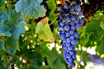 Картинка природа Ягоды +виноград лоза