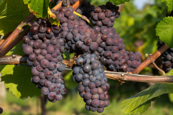 Картинка природа Ягоды +виноград лоза