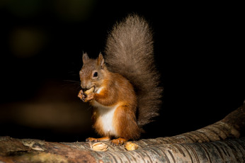 Картинка животные белки белочка