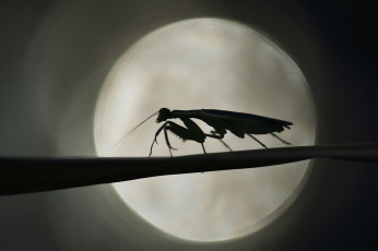 Картинка животные богомолы богомол силуэт травинка луна ночь