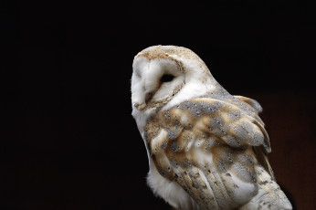 Картинка животные совы чёрный фон сова