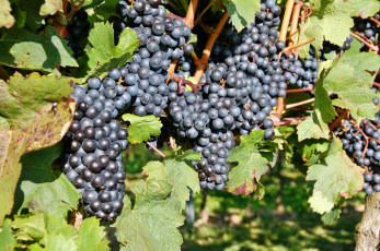 Картинка природа Ягоды +виноград лоза