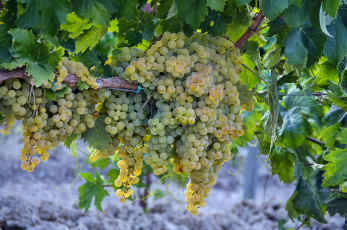 Картинка природа Ягоды +виноград лоза