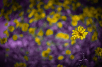 Картинка цветы луговые+ полевые +цветы цветок фон макро