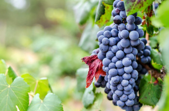 Картинка природа Ягоды +виноград лоза