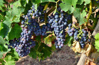 Картинка природа Ягоды +виноград лоза