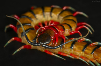 Картинка животные насекомые сороконожка фон