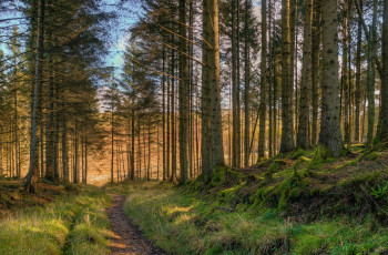 Картинка природа дороги тропинка ели